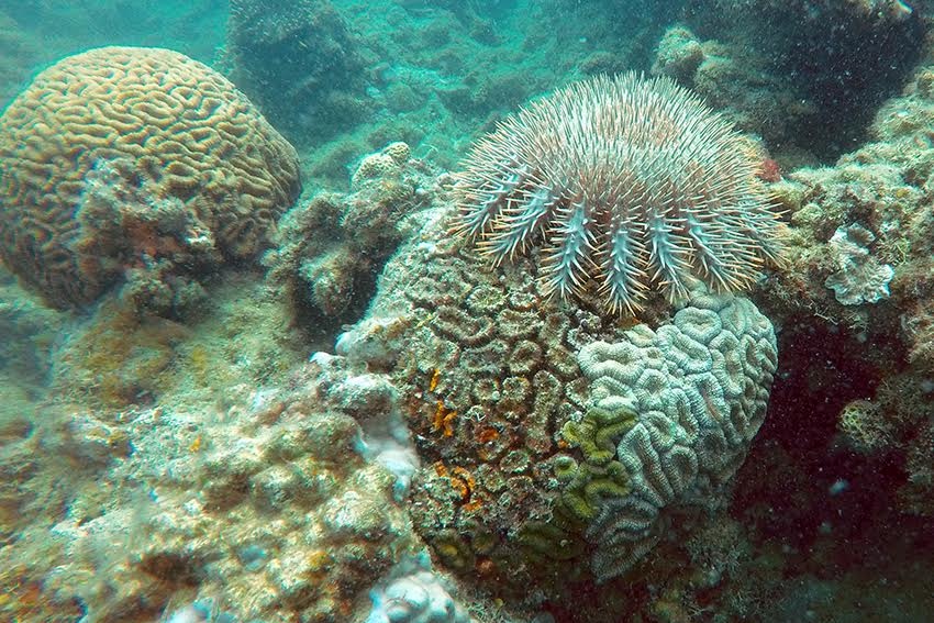 Crown-of-thorns starfish feeding on partially dead coral in the Montebello Islands.