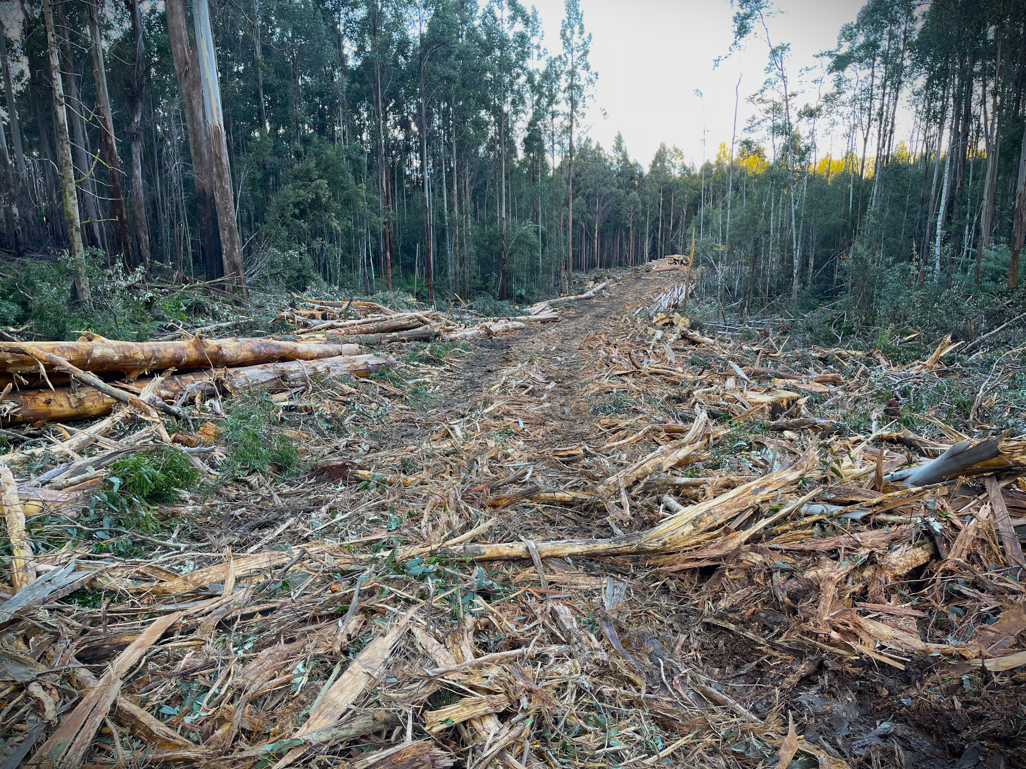 Limpio Forest Road en un área de tala.