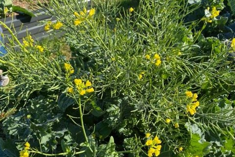 A plant with yellow flowers.