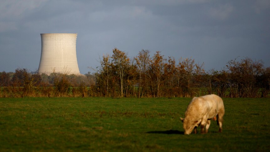 A nuclear power plant in the background with a cow in front