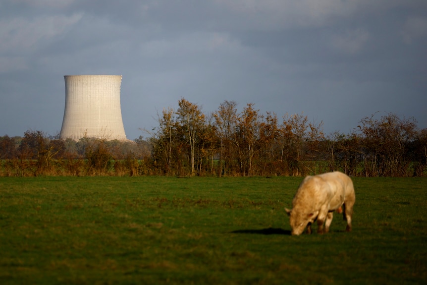 A nuclear power plant in the background with a cow in front