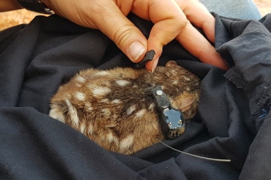 A northern quoll wrapped in a black blanket wearing a tracking collar, with a human hand holding one end of the collar.