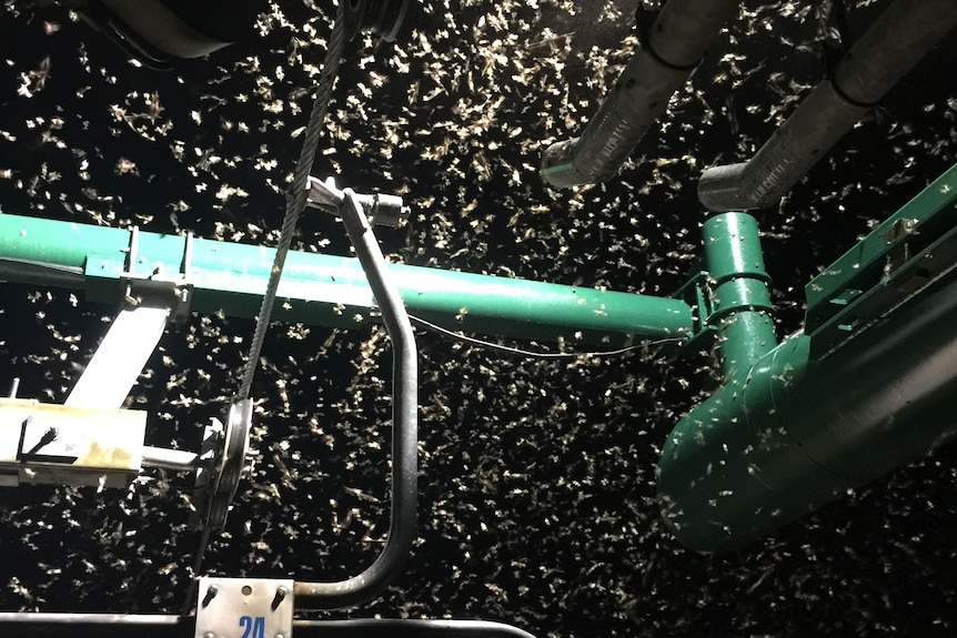 Moths swarming around a chairlift in a light. 