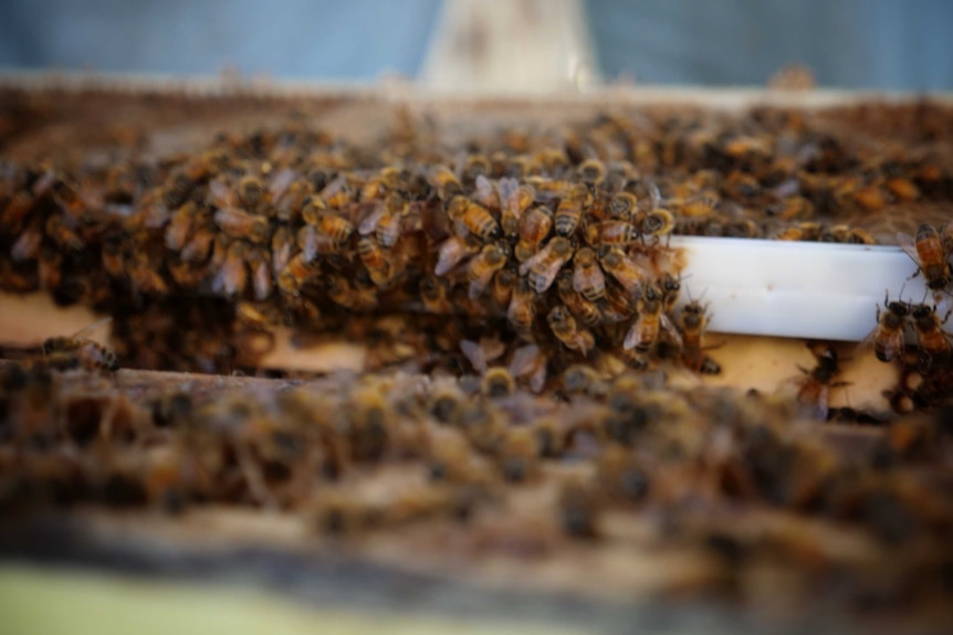 Closeup of honeybees at a property in Muchea, July 2020.
