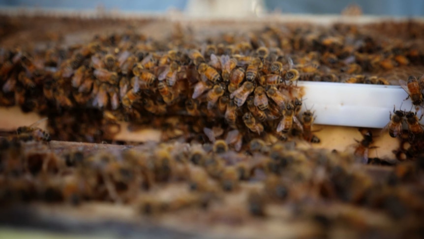 Closeup of honeybees at a property in Muchea, July 2020.