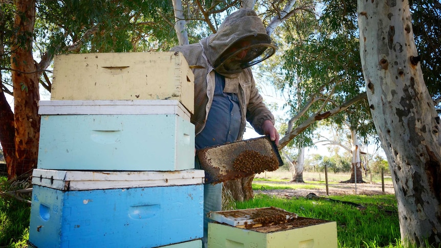 Beekeeper Kim Fewster inspecting hives at his Muchea property, July 2020.