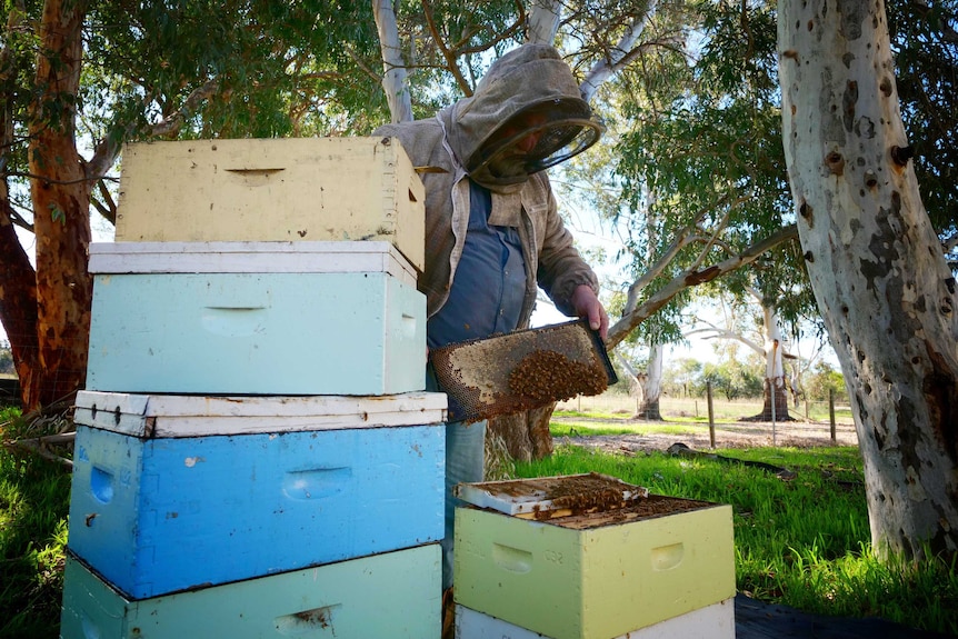 Beekeeper Kim Fewster inspecting hives at his Muchea property, July 2020.