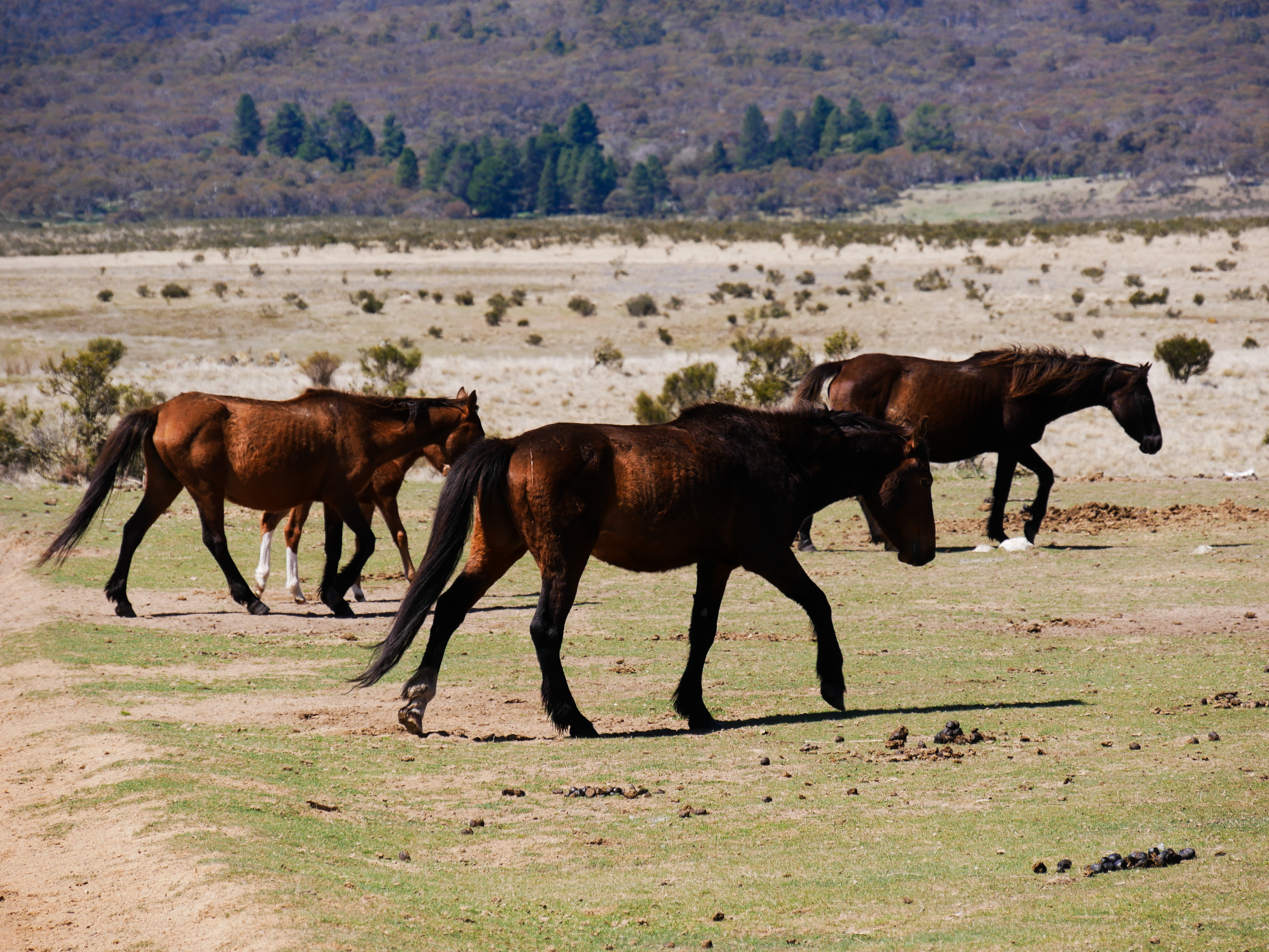 three horses walking next to each other in Kosciuszko National Park