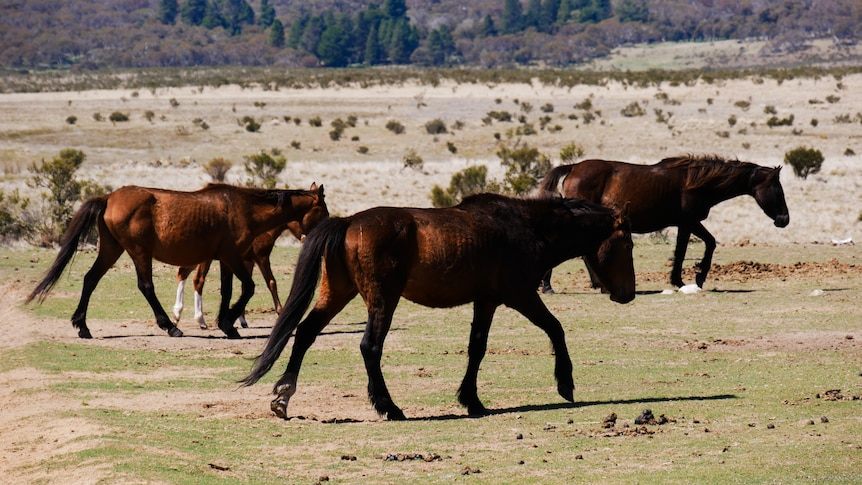Feral horses walk three abreast along an alpine plain.