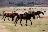 three horses walking next to each other in Kosciuszko National Park