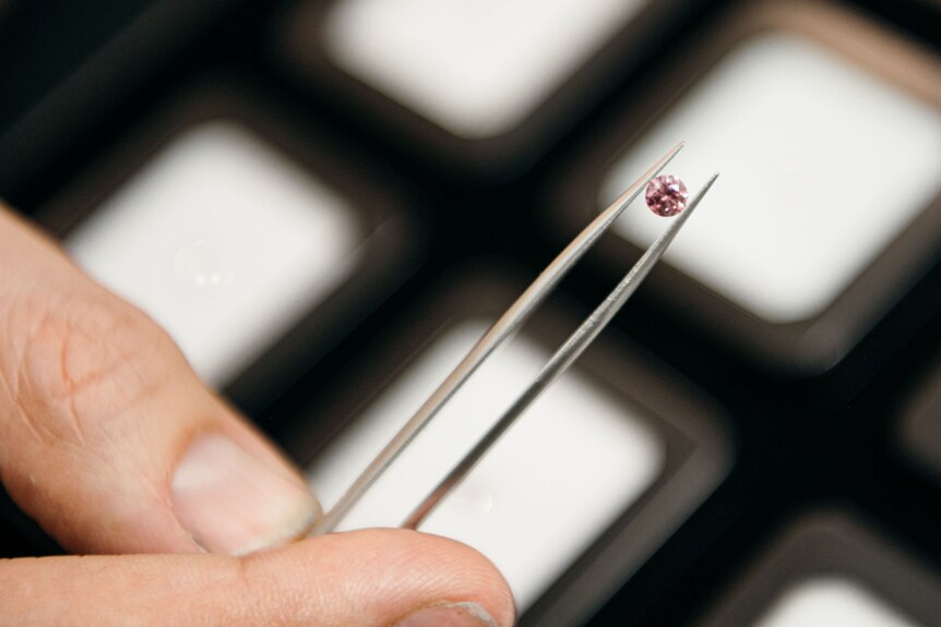 A tiny pink diamond is held between tweezers.