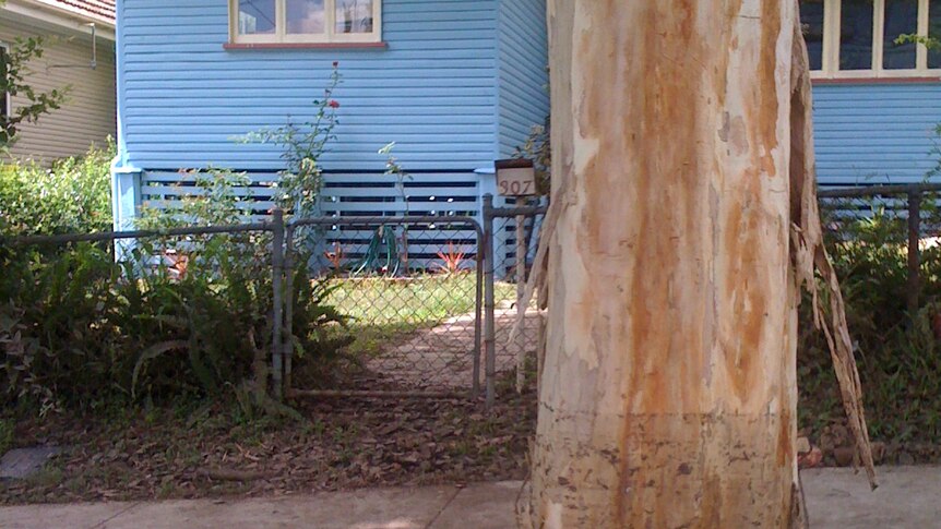The mark on this tree shows how close the floodwaters came to this Graceville home.
