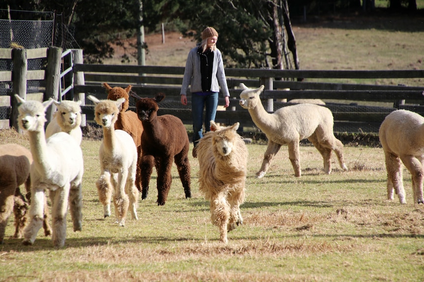 Imogen Boughey rounding up alpacas in a stock yard.