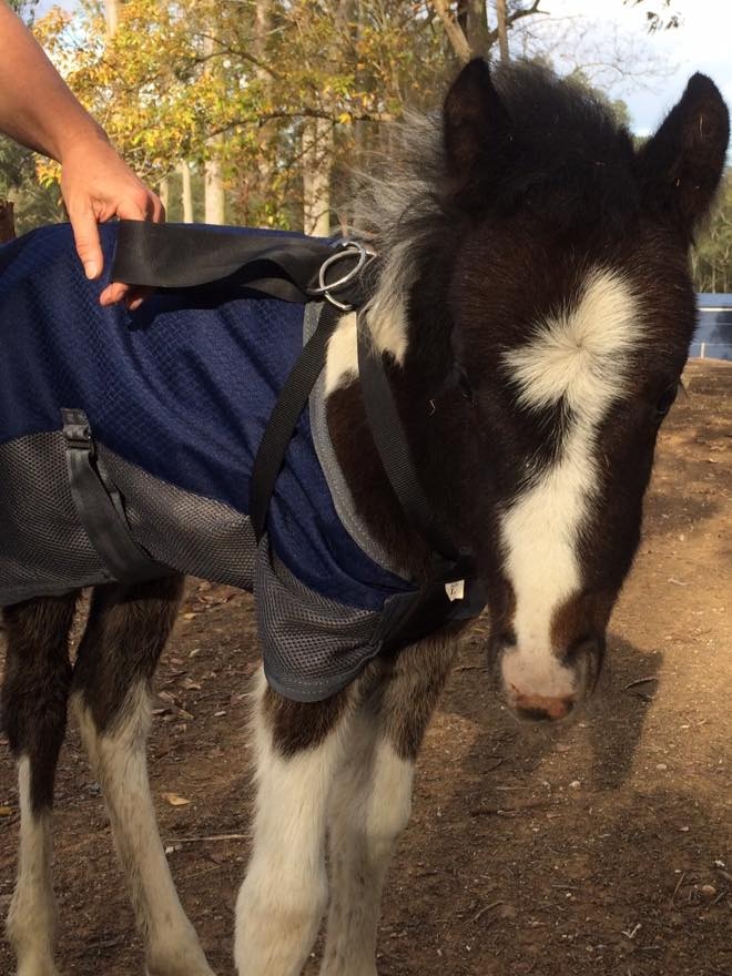 A dark brumby foal with a white nose, wearing a horse coat.