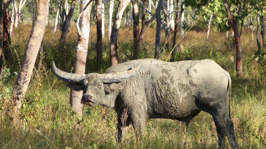 Water buffalo are considered endangered by the IUCN.