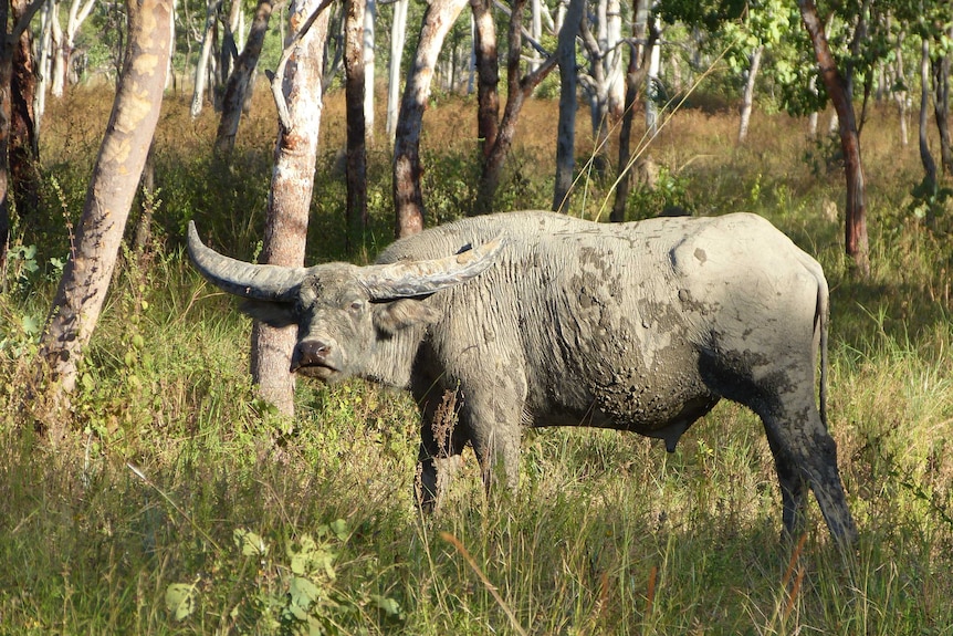 Water buffalo are considered endangered by the IUCN.