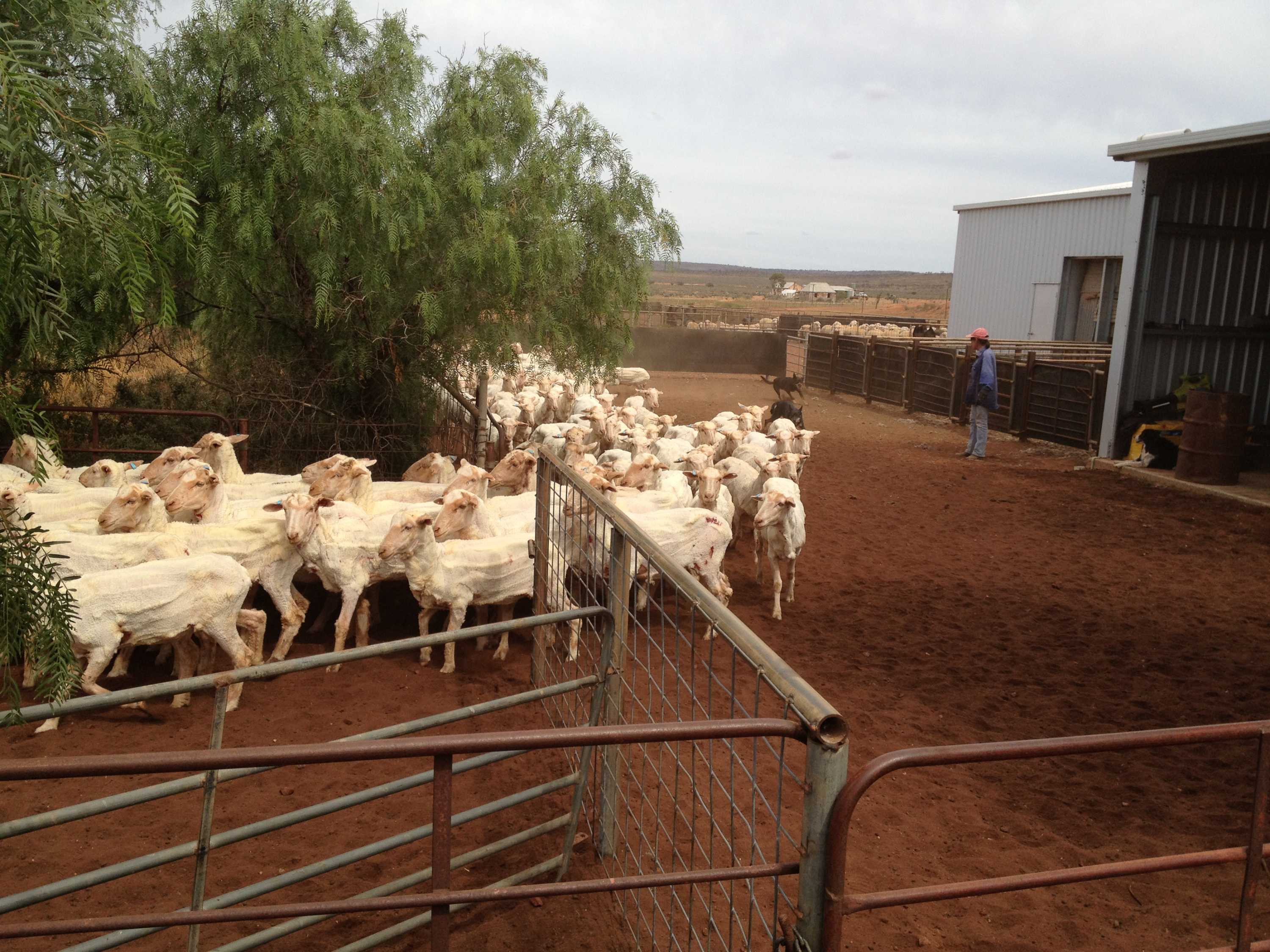 Rural Reporter May 17 - ABC listen