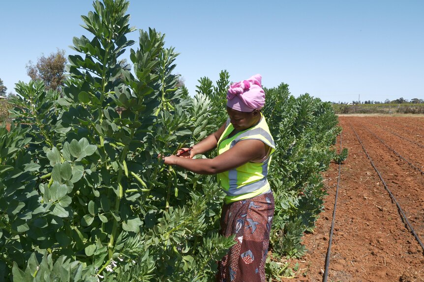 A Congolese woman picking broad beans.