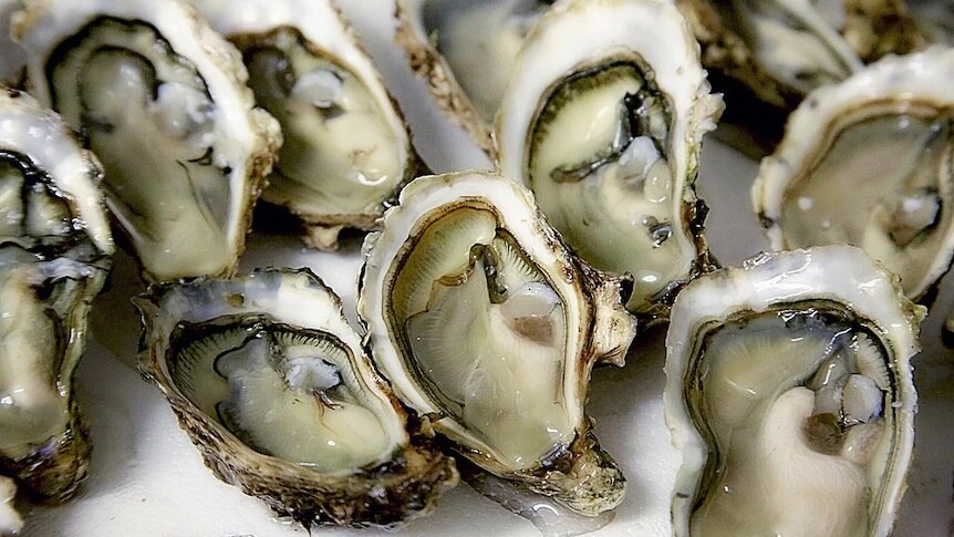 The Big Fish: Black Market Oysters Serious Health Risk