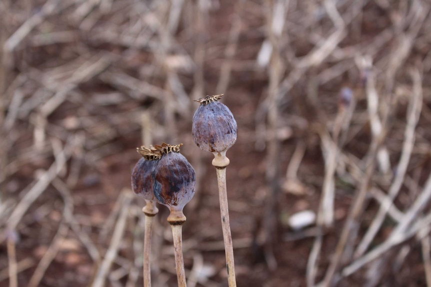 Poppies ready for harvest