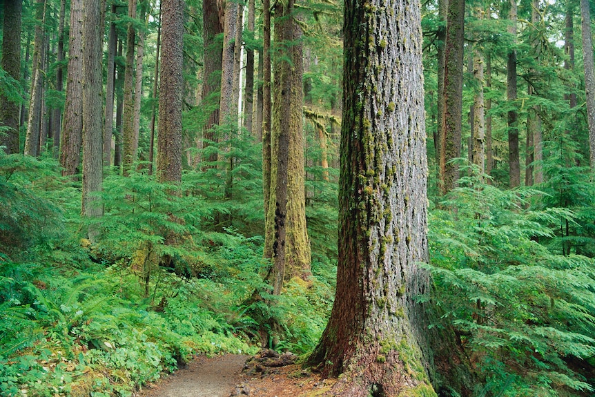 Douglas fir trees in a green forest