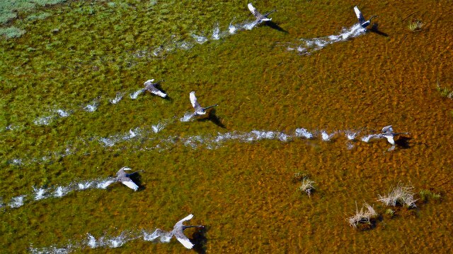 birds in the new Everlasting Swamp National Park