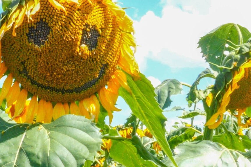 sunflowers in a paddock with a smiley face drawn in the seeds