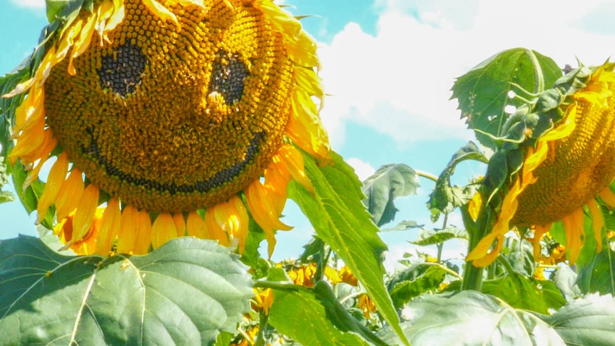 sunflowers in a paddock with a smiley face drawn in the seeds