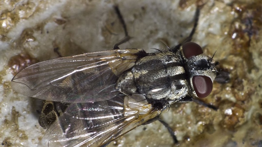 A close-up of a bush fly (Musca vetustissima) seen from above