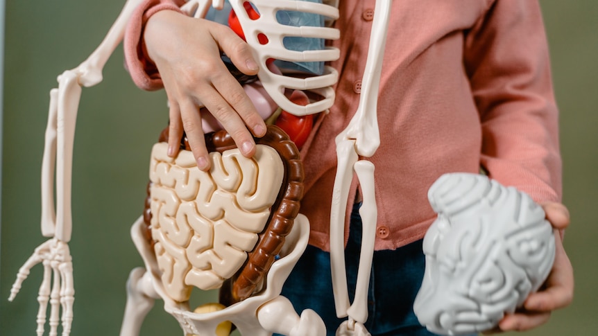 A person holding a plastic skeleton with organs separated.