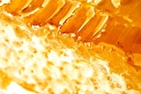 WA honey industry is in for a bad year.