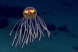 Lighted jellyfish found in the Marianas trench