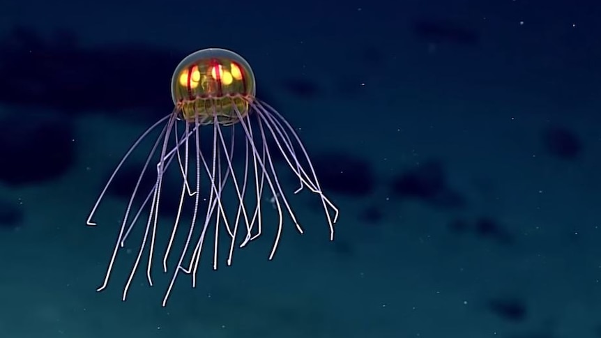 Lighted jellyfish found in the Marianas trench