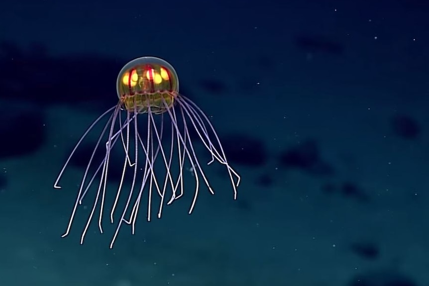 Lighted jellyfish found in the Marianas trench