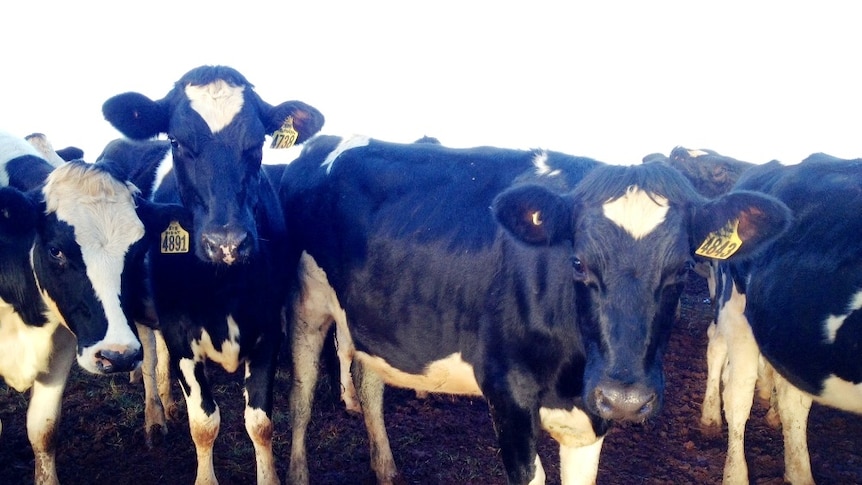 Dairy heifers