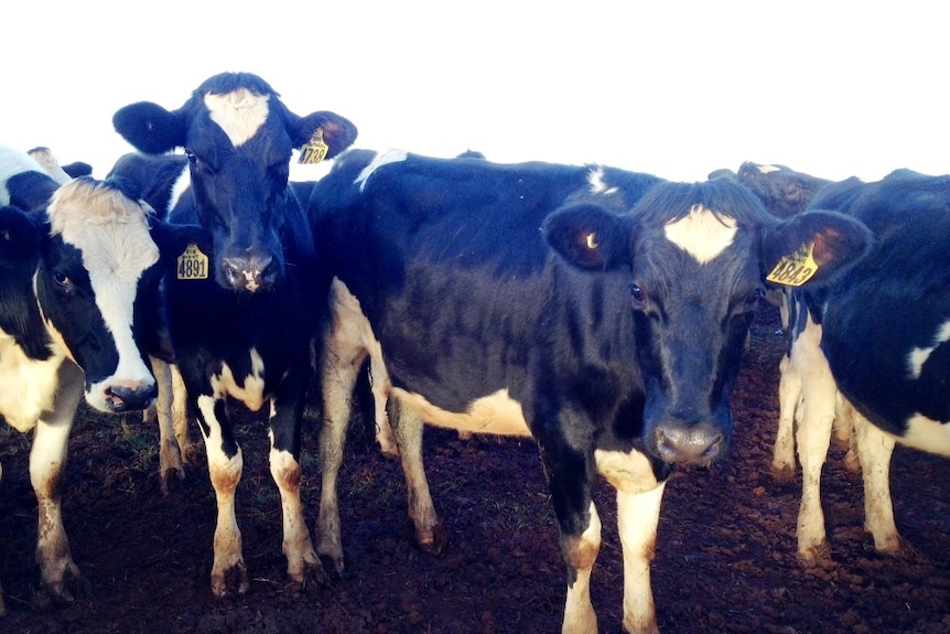 Dairy heifers for export