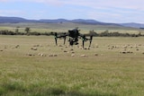 A drone in a paddock with sheep in the background.