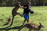 A kangaroo is kicking a man