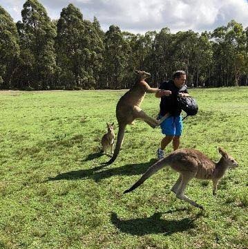 A kangaroo is kicking a man