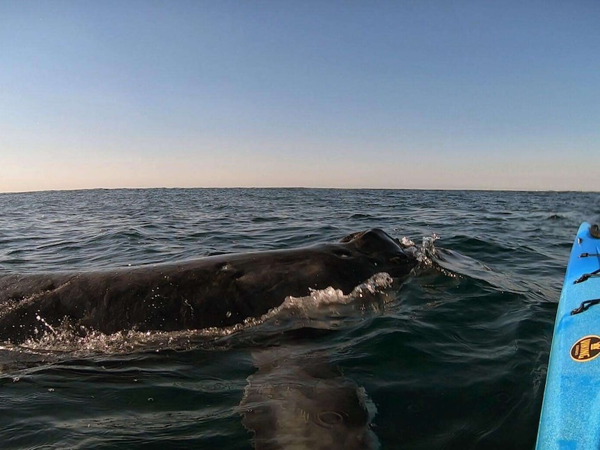 A whale just centimetres from a kayak in the middle of the ocean.