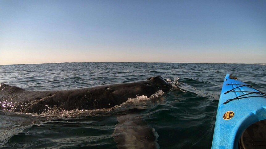 A whale just centimetres from a kayak in the middle of the ocean.