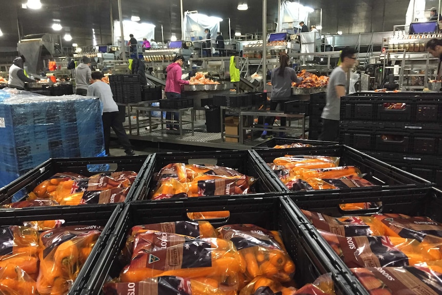 Workers pack carrots in a factory.