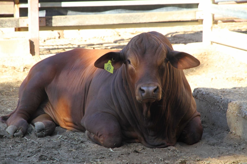 A droughtmaster bull laying down in the yards after being sold in the ring at Blackall.