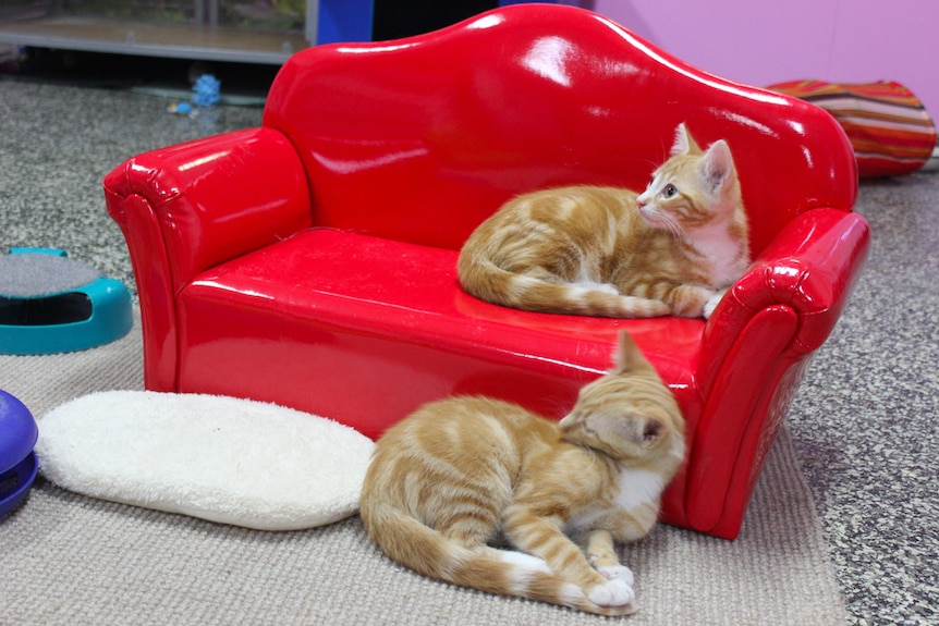 Rescue cats take time out on cat-sized couches at the new cat cuddle cafe.
