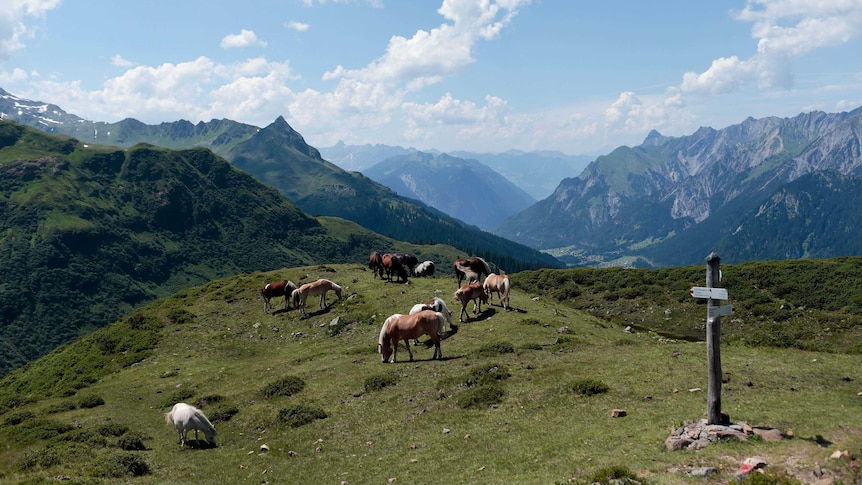 Horses graze in an Alpine meadow near the Alpe Albona dairy