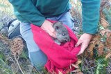 The oldest potoroo found in the wild