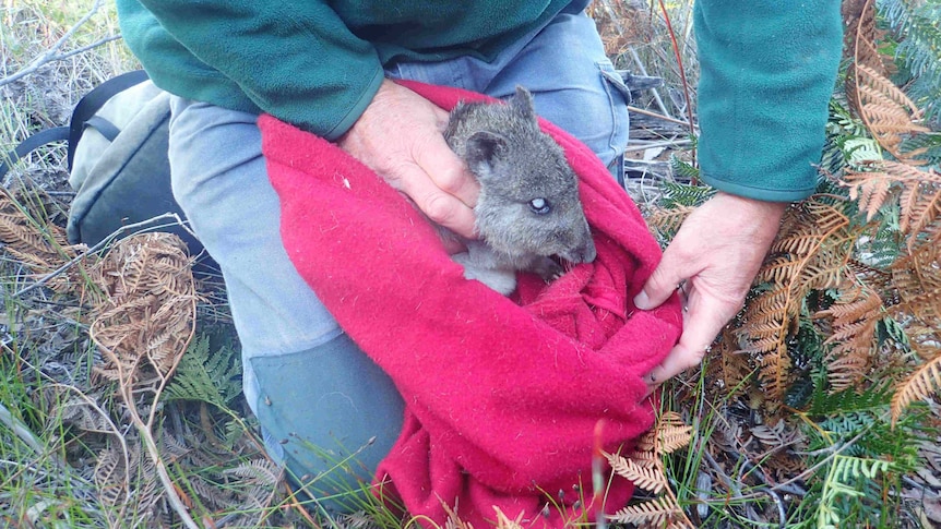 The oldest potoroo found in the wild