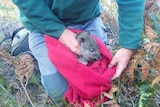 The oldest potoroo found in the wild