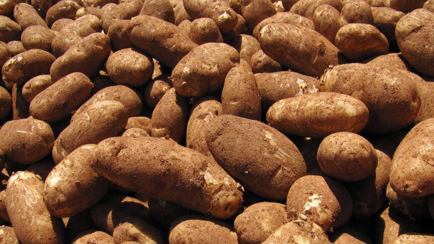 Processing potatoes