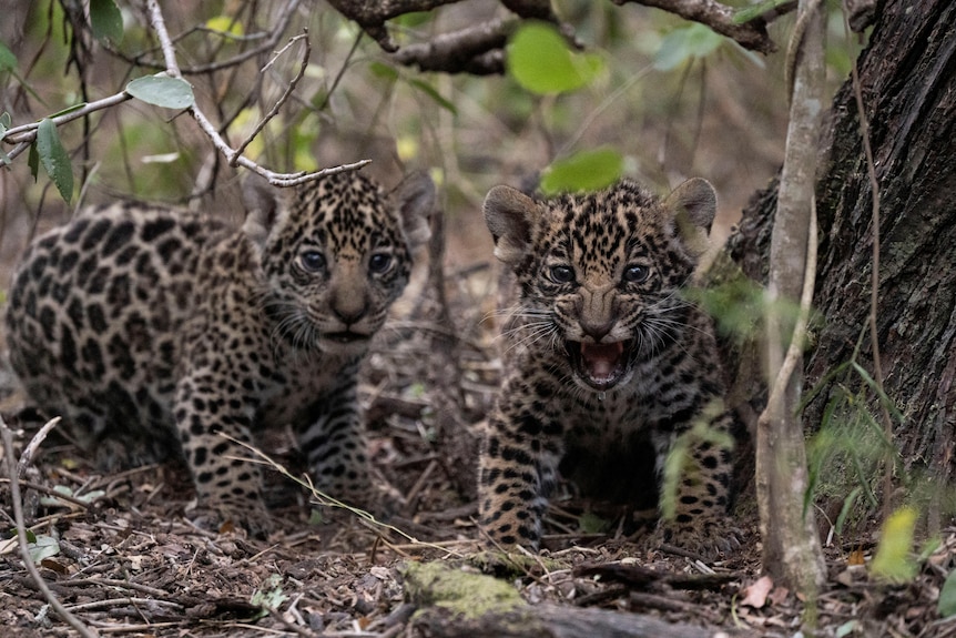Two jaguar cubs on the forest floor. 